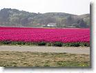 Flere tulipanmarker